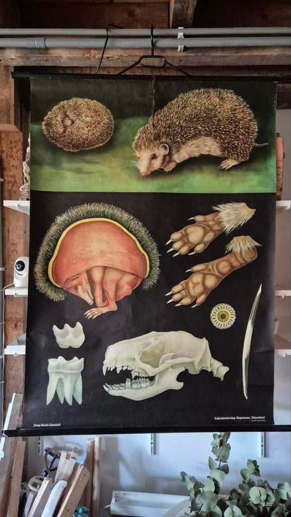 Vintage schoolplaat egel - Jung-Koch-Quentell, Antiek en Kunst, Antiek | Schoolplaten, Natuur en Biologie, Ophalen of Verzenden