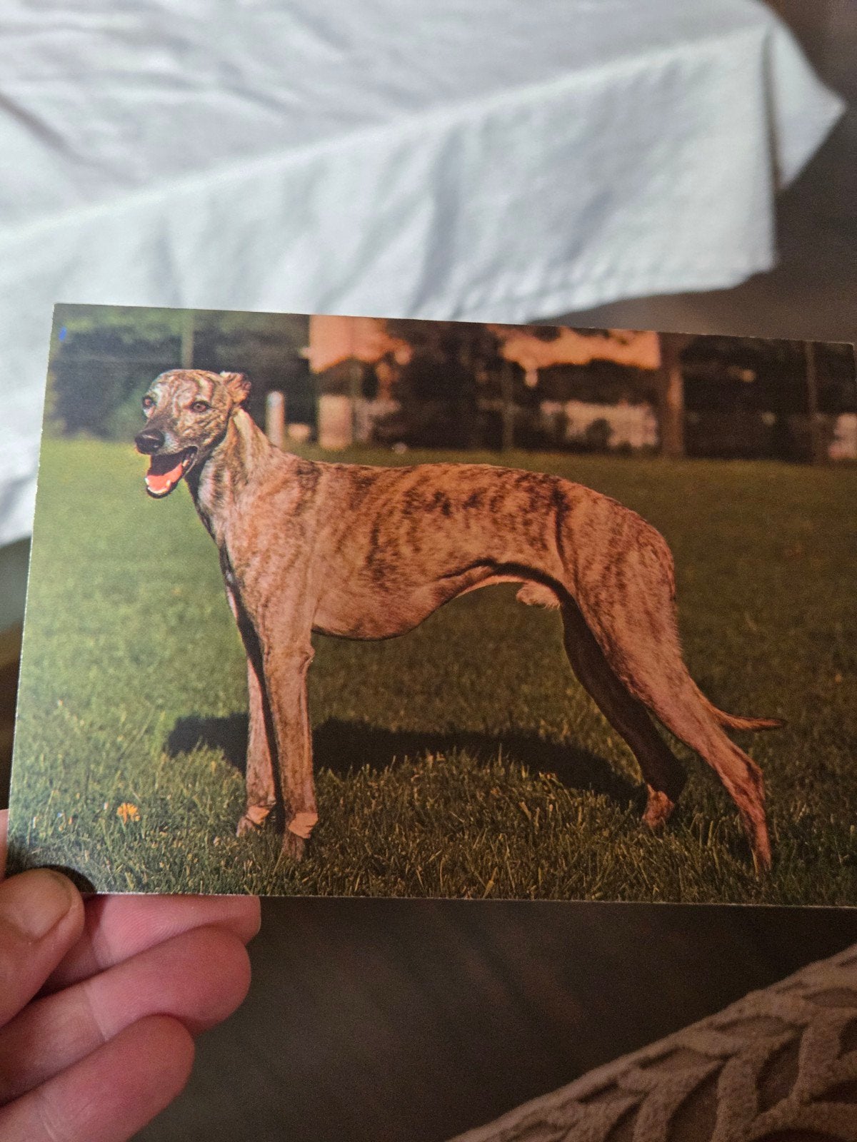 Vintage Ansichtkaart Windhond (Whippet), Ophalen of Verzenden, 1960 tot 1980, Ongelopen