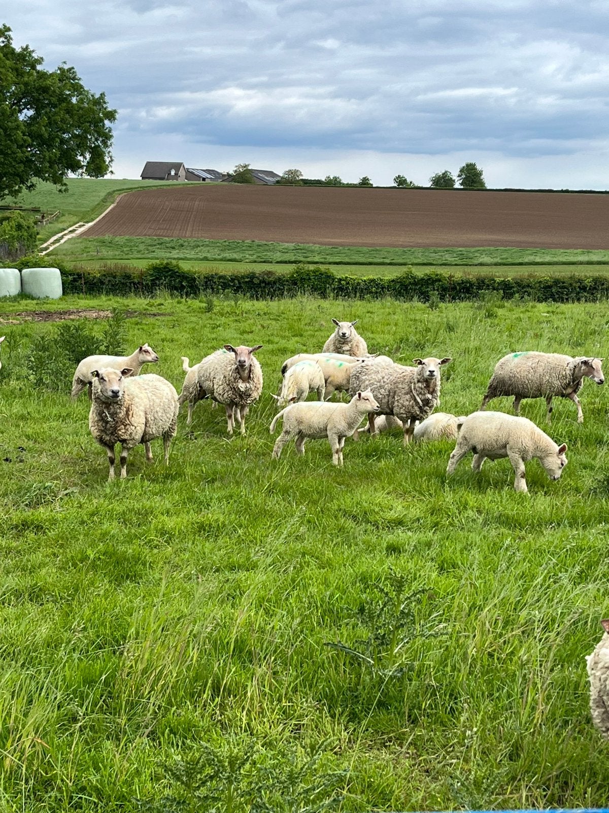 Ooi lammeren, Vrouwelijk, Schaap
