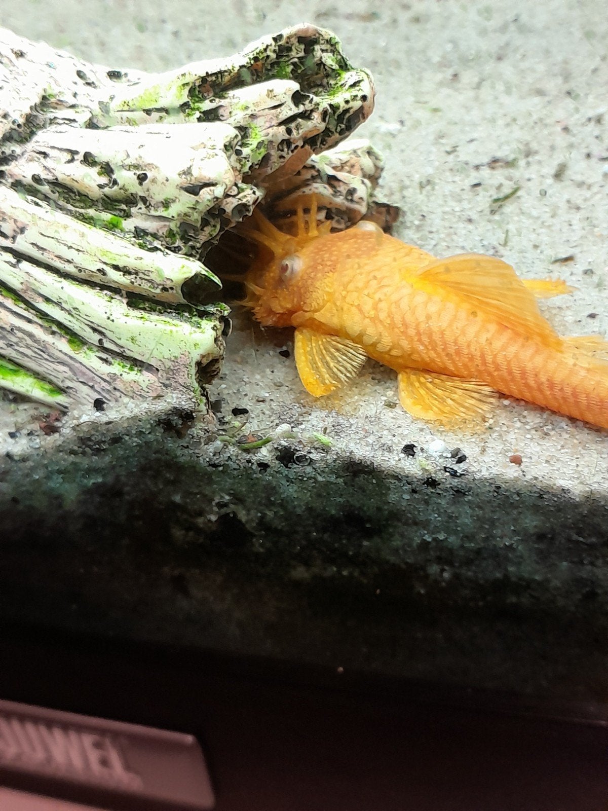 Aquarium vis. Borstel neus.  Algeneter.