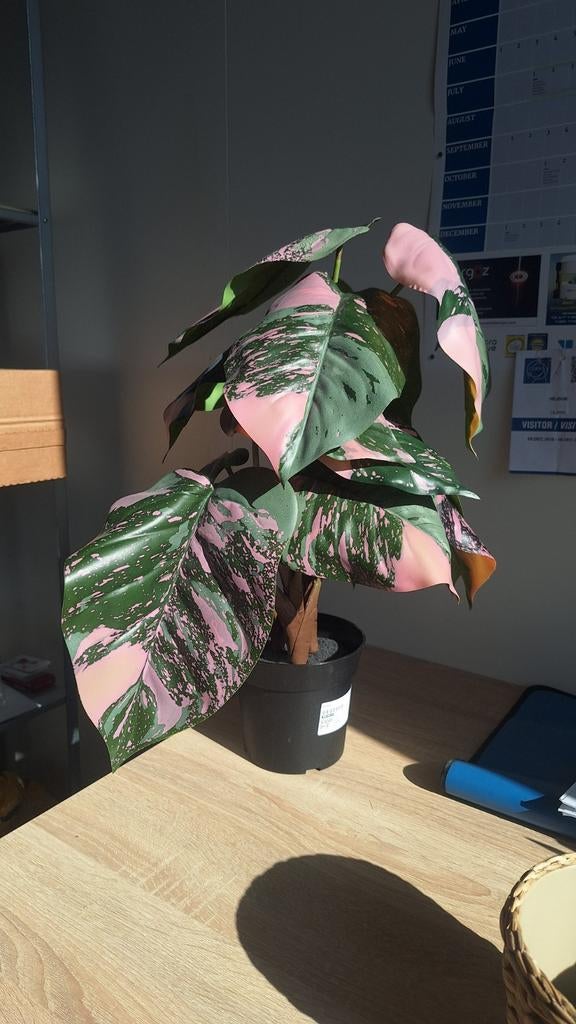 IKEA Fejka kunstplant Philodendron roze/groen met pot, Ophalen of Verzenden, Binnen