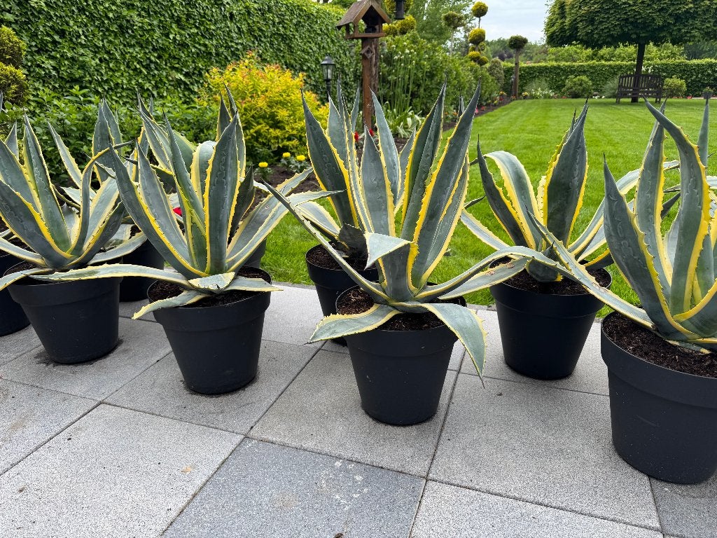 mooie grote bonte Agave Americana 's, Volle zon, Vaste plant, Bloeit niet, Ophalen