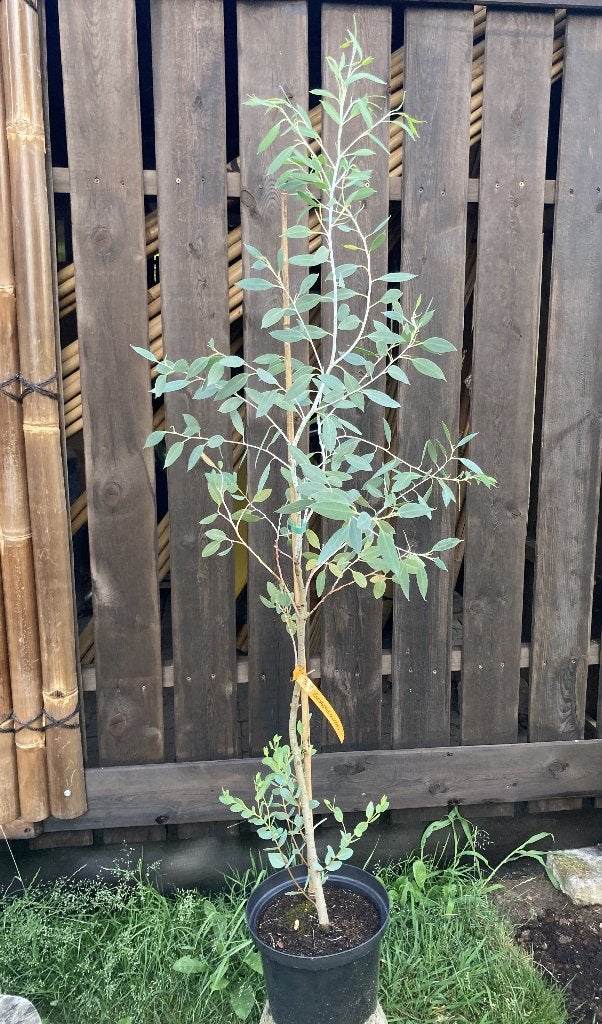 Eucalyptus coccifera, Tuin en Terras, Halfschaduw, Overige soorten, Zomer, 400 cm of meer