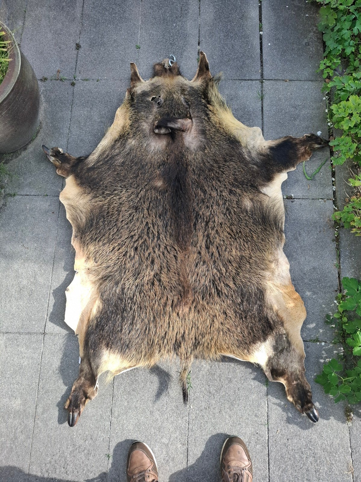 Geprepareerd vel van een wild zwijn in prijs verlaagd., Verzamelen, Dierenverzamelingen, Ophalen of Verzenden