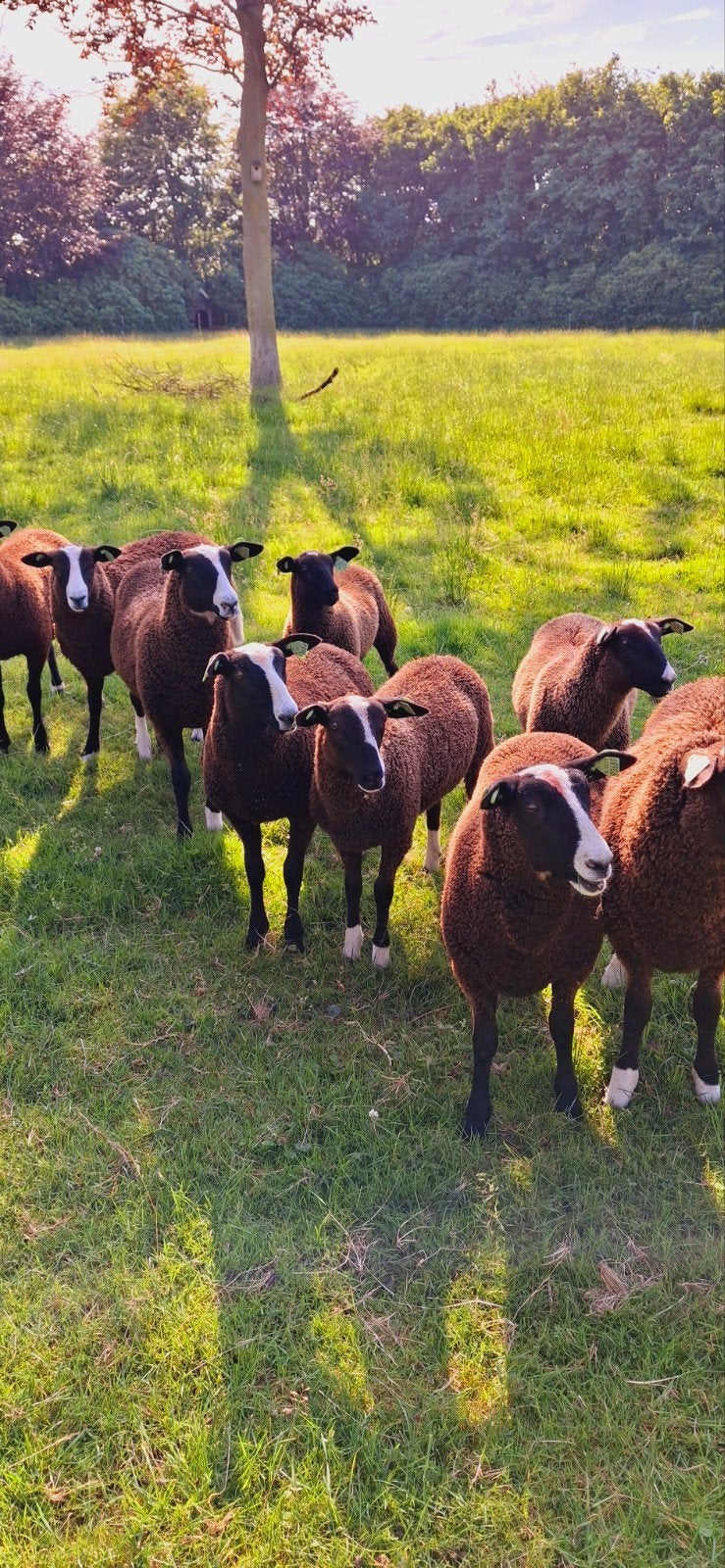 Schapen zwartbles, Meerdere dieren, Schaap