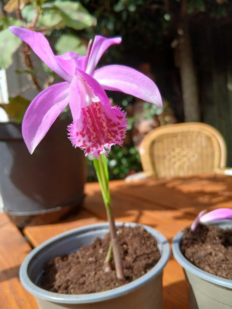 Pleione togarire aardorchidee, Tuin en Terras, Planten | Tuinplanten, Overige soorten, Vaste plant, Ophalen of Verzenden, Halfschaduw
