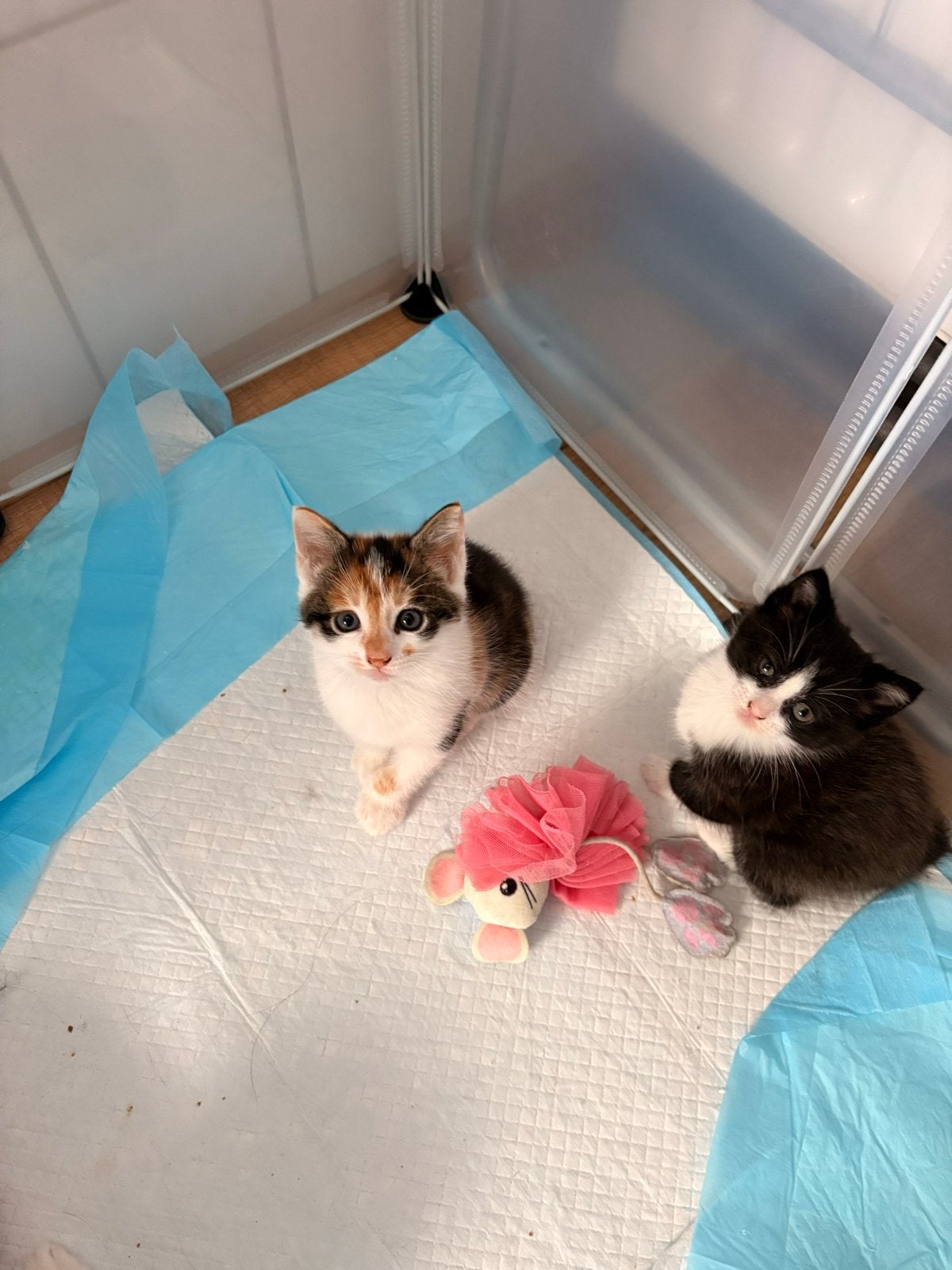 Lieve kittens zoeken nieuw huisje, Meerdere dieren