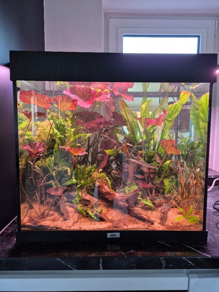 Jewel Lido 120 aquarium, Ophalen, Gebruikt, Leeg aquarium, Juwel