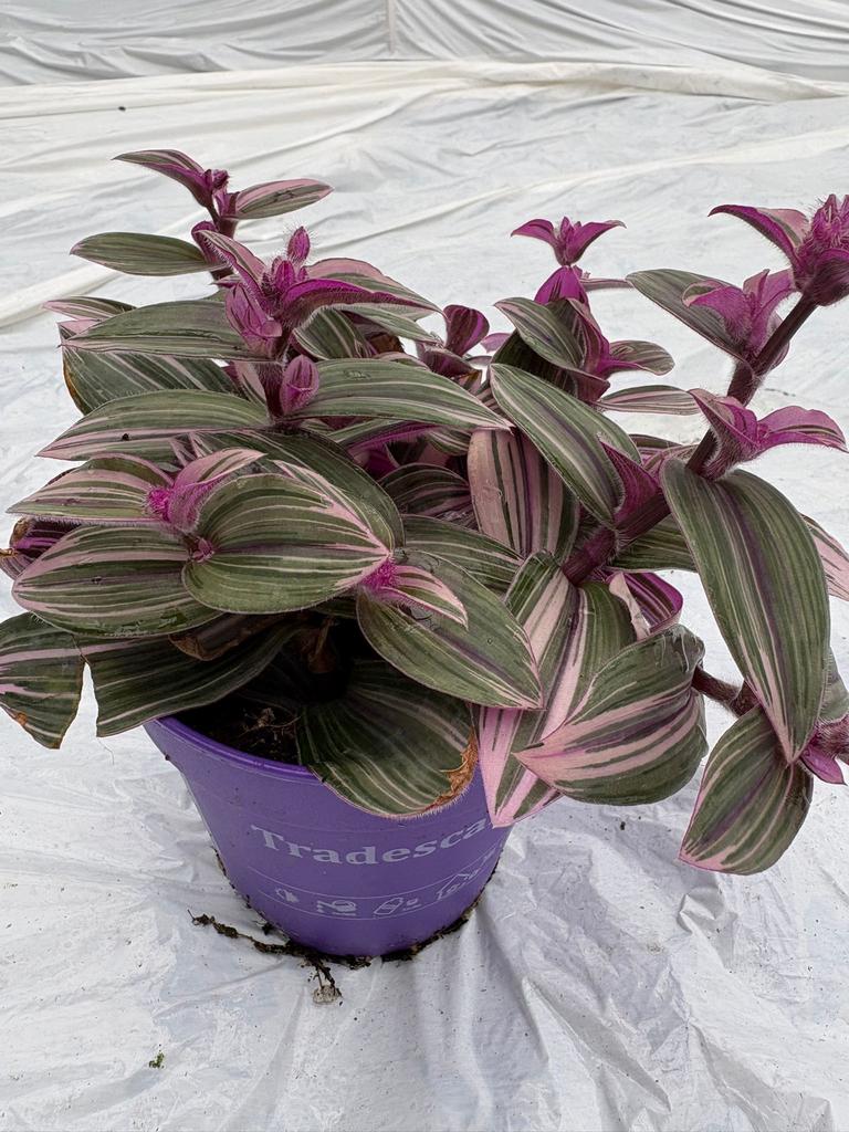 Tradescantia Pink fury, Ophalen of Verzenden, Halfschaduw, Minder dan 100 cm