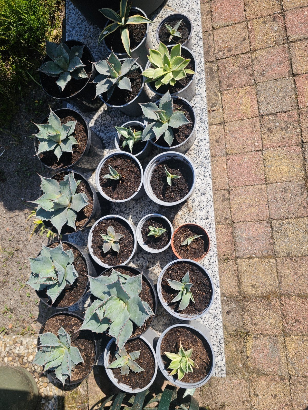 Agave, Ophalen