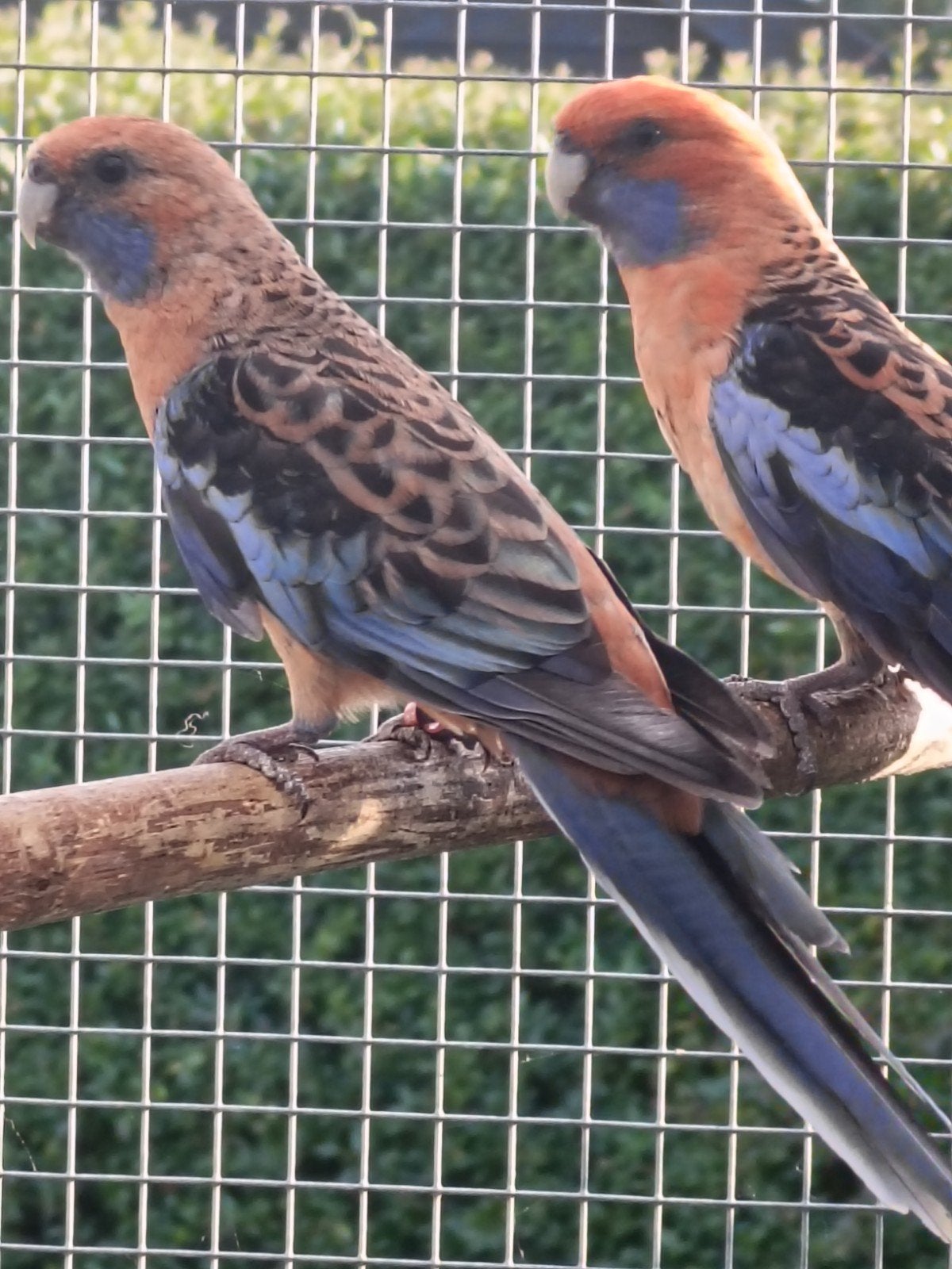 Koppel oranje pennanten, Dieren en Toebehoren, Vogels | Parkieten en Papegaaien, Meerdere dieren, Parkiet