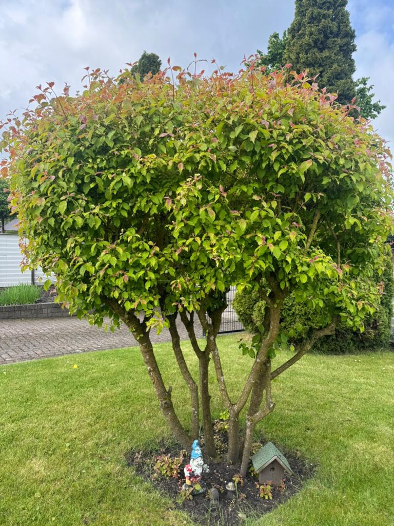 Leuke Grote Japanse kornoelje ( rode ), Tuin en Terras, Planten | Bomen, Halfschaduw, 250 tot 400 cm, Zomer, Overige soorten