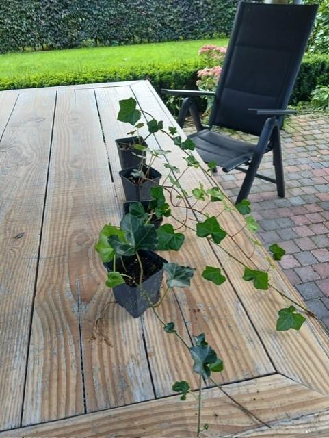 Hedera/klimop, Ophalen, Vaste plant, Halfschaduw, Klimplanten