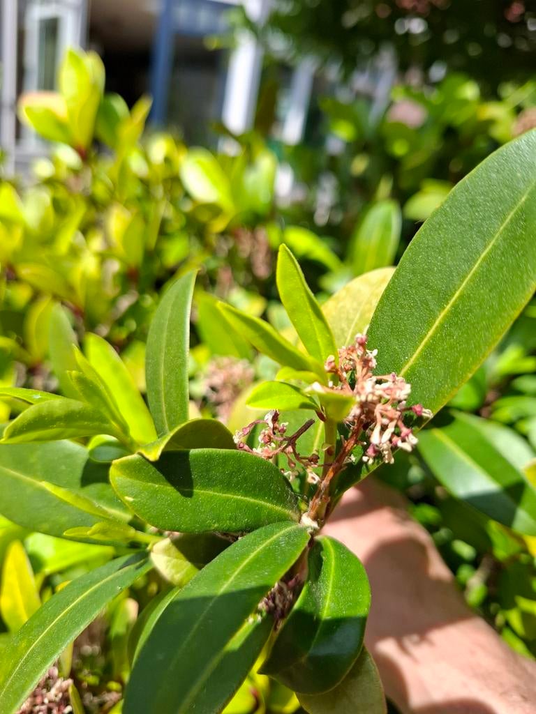 Skimmia - Wintergroene heester met mooie bessen, Vaste plant, Halfschaduw, Lente, Ophalen