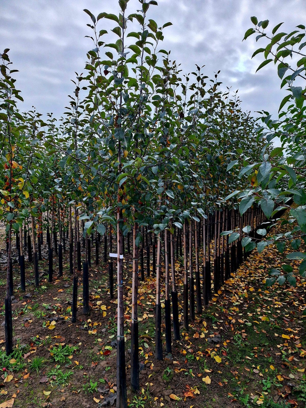 Malus 'Mokum' sierappel 🌳🍎, Ophalen, Volle zon, Overige soorten