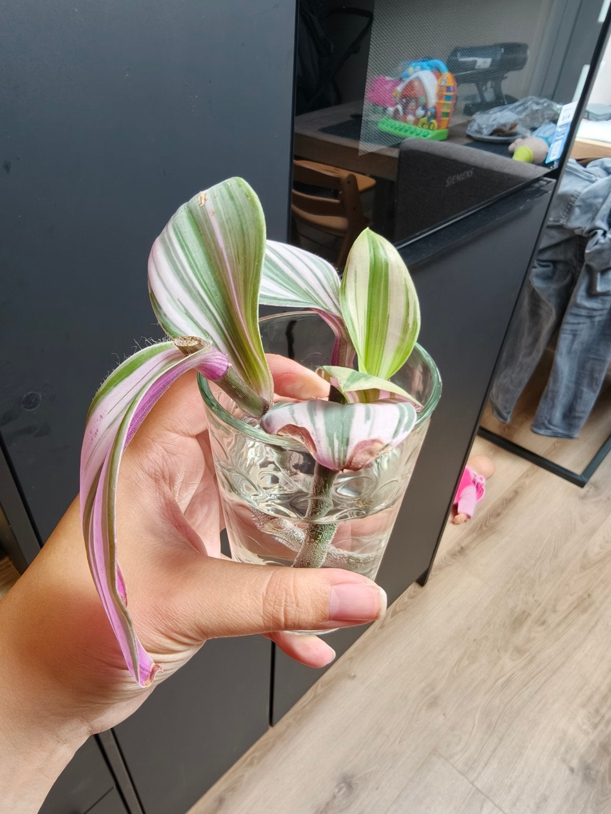 Tradescantia Nanouk stekjes, Ophalen, Halfschaduw, Minder dan 100 cm