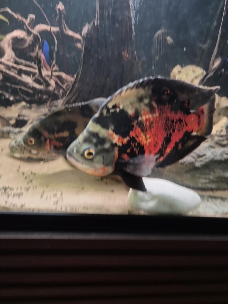 Groot koppel oscar chicliden pauwoog, Dieren en Toebehoren, Vissen | Aquariumvissen, Vis