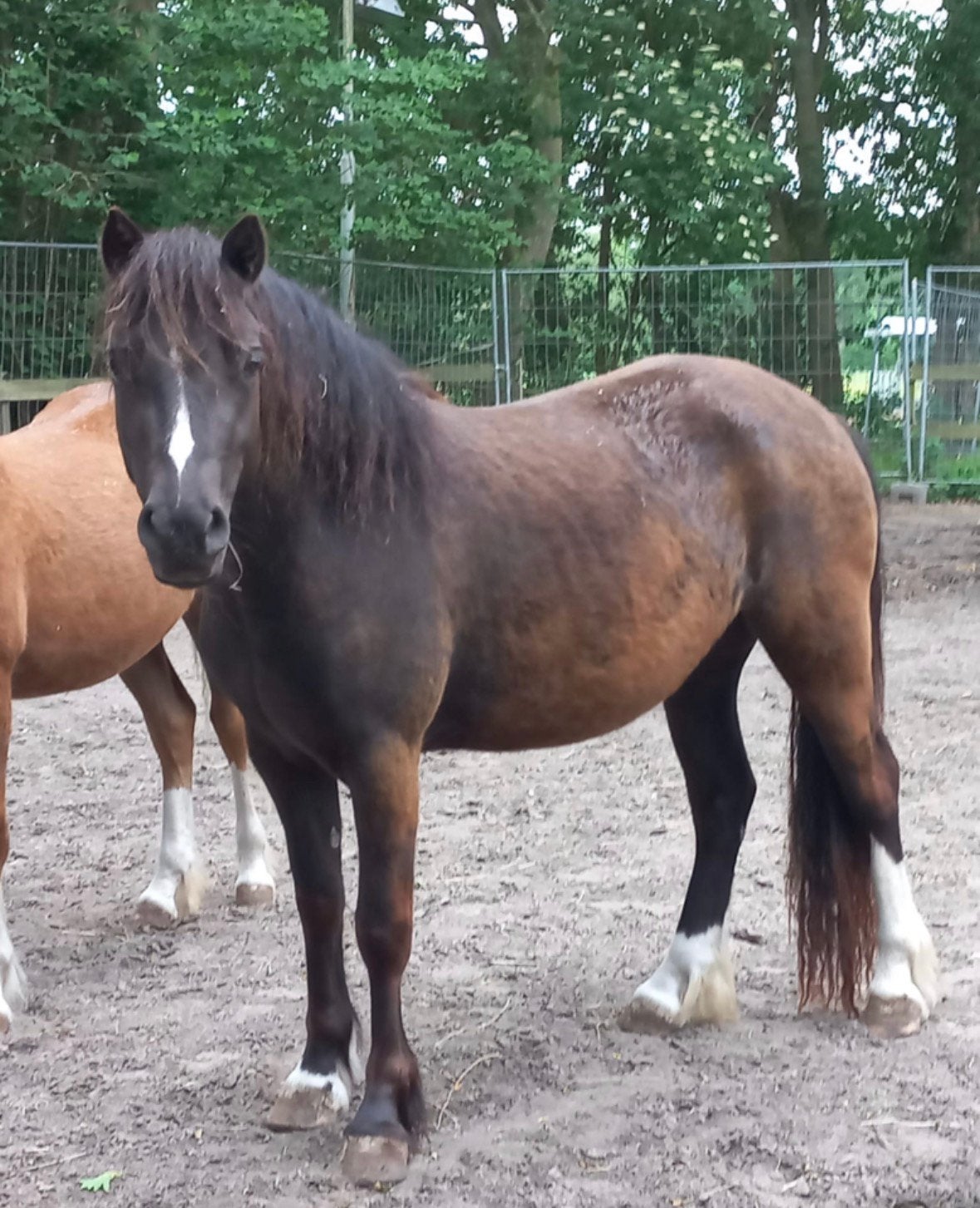 Hele mooie smokey black sectie C Welsh merrie!, Merrie, C pony (1.27m tot 1.37m), Met stamboom, 3 tot 6 jaar