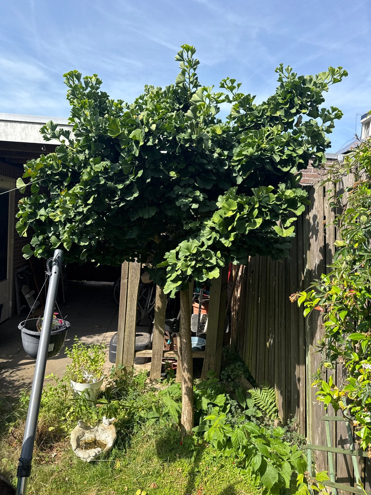 Ginkgo Biloba boom - Japanse notenboom ruim 2m, Volle zon, Vaste plant, Bloeit niet, Ophalen