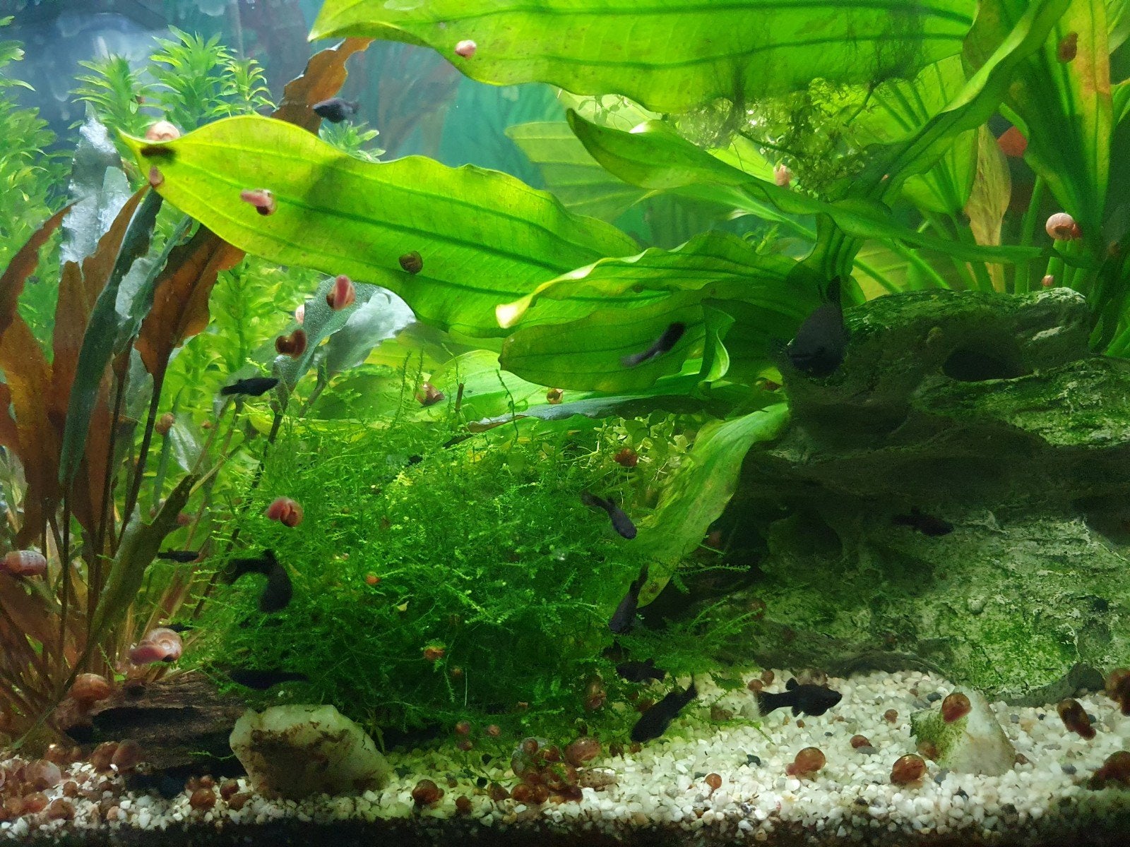 Gratis afhalen, jonge Black mollies en slakjes, Dieren en Toebehoren, Vissen | Aquariumvissen, Vis, Zoetwatervis, Schoolvis