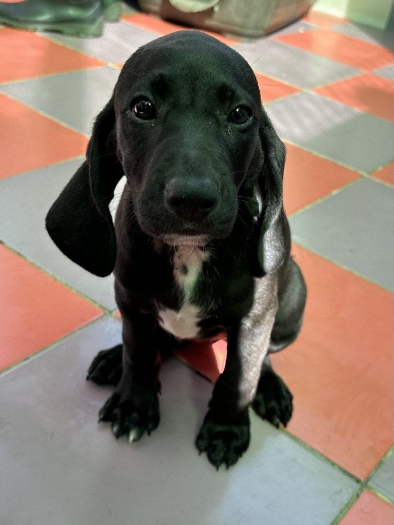 ACE: Cylia, wie zorgt er voor een Happy End!, Particulier, 8 tot 15 weken, Buitenland, Teef
