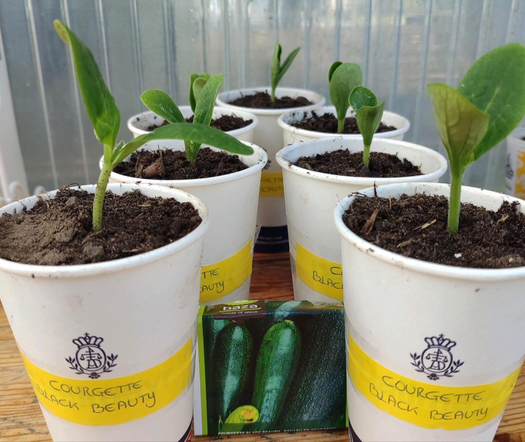 Courgette 'Black Beauty' plantjes, Volle zon, Groenteplanten, Eenjarig, Ophalen of Verzenden