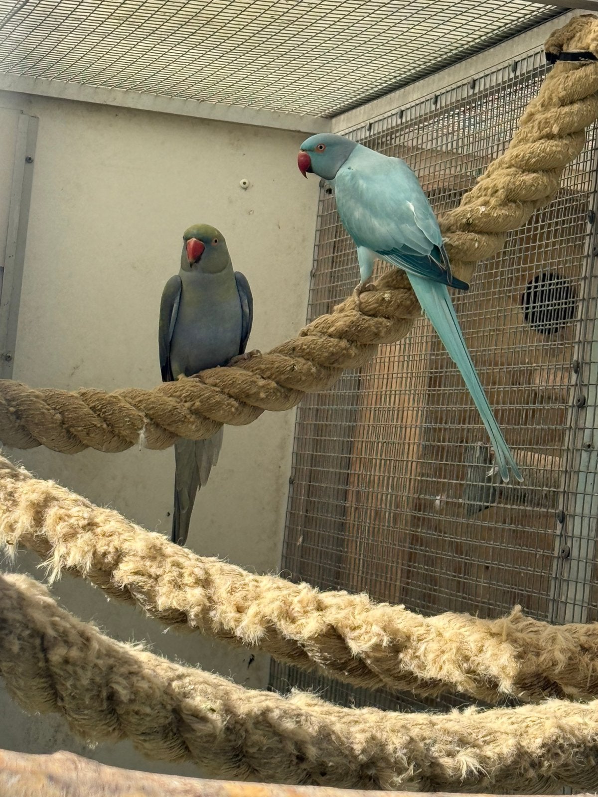 Halsband parkiet, Dieren en Toebehoren, Meerdere dieren, Parkiet, Geringd