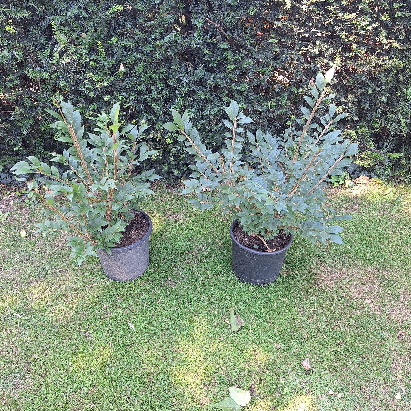 kardinaalshoed, Vaste plant, Bloeit niet, Halfschaduw, Ophalen
