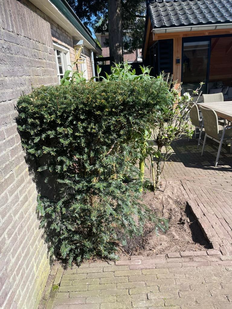 Taxus struik, 130cm hoog, Ophalen, Taxus, Struik, 100 tot 250 cm