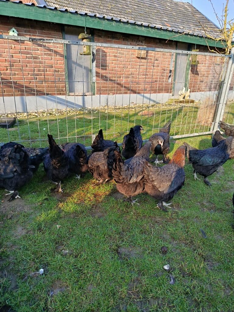 Ik verkoop Marans kippen, Dieren en Toebehoren, Pluimvee, Vrouwelijk, Kip