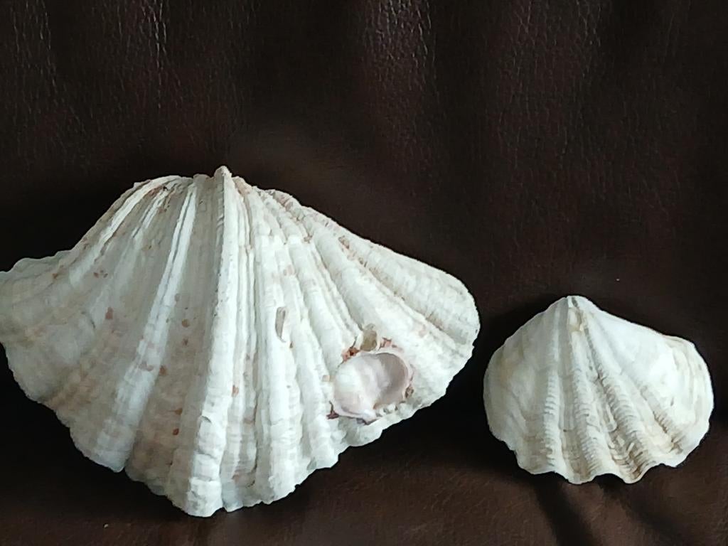 Grote doopvontschelp 20x14cm..kleintje erbij, Verzamelen, Mineralen en Fossielen, Ophalen