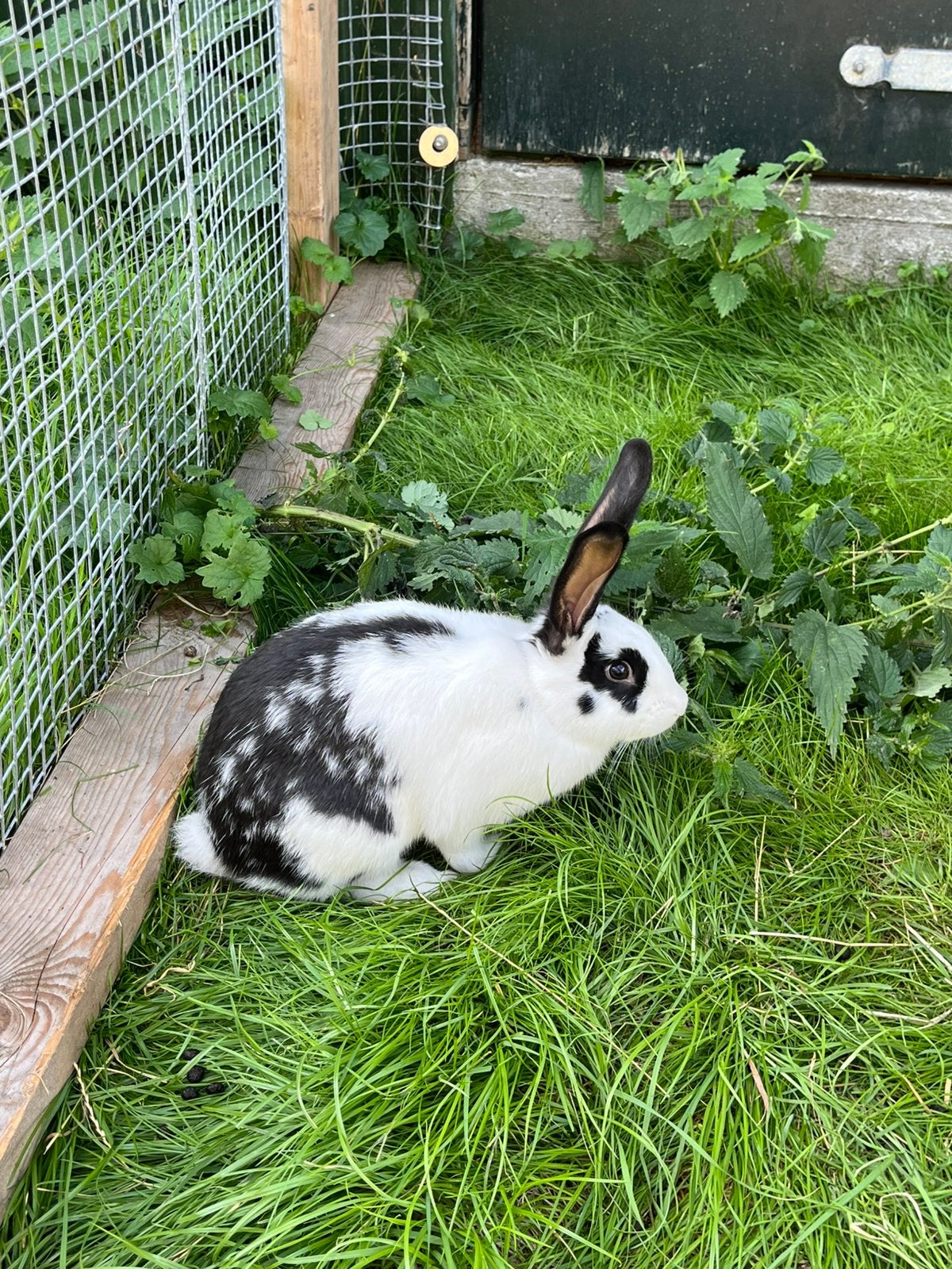 Jonge duitse reuzen, Meerdere dieren, Groot