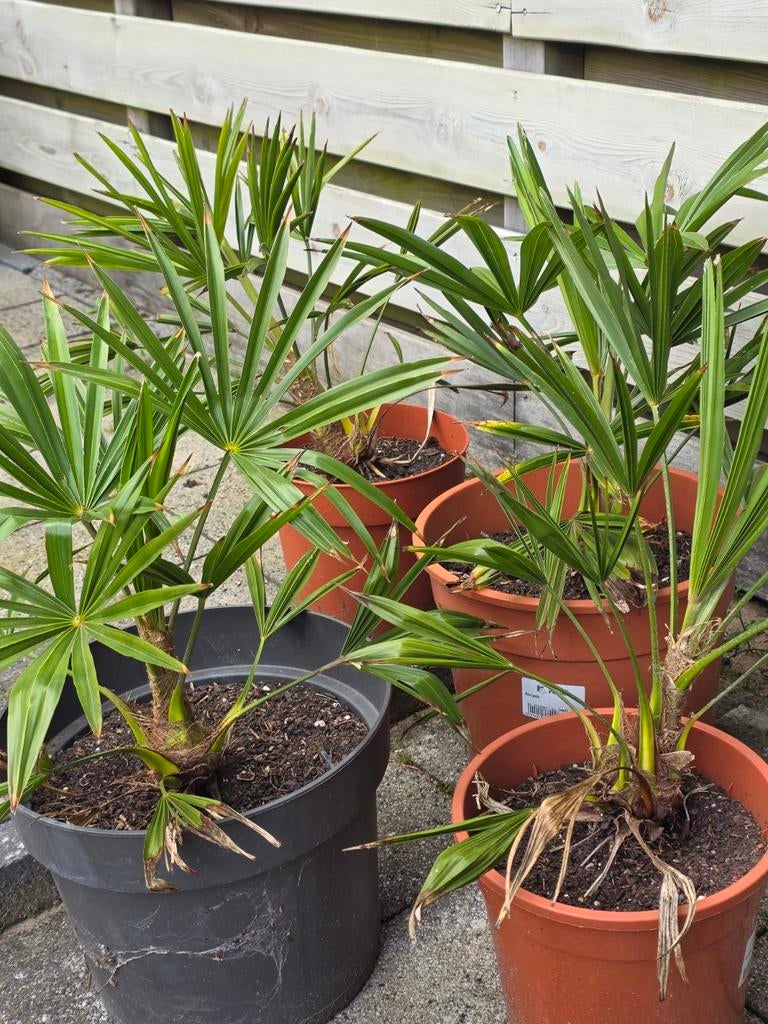 Trachycarpus Fortunei palmen(bijna uitverkocht)., Ophalen, Overige soorten, Volle zon