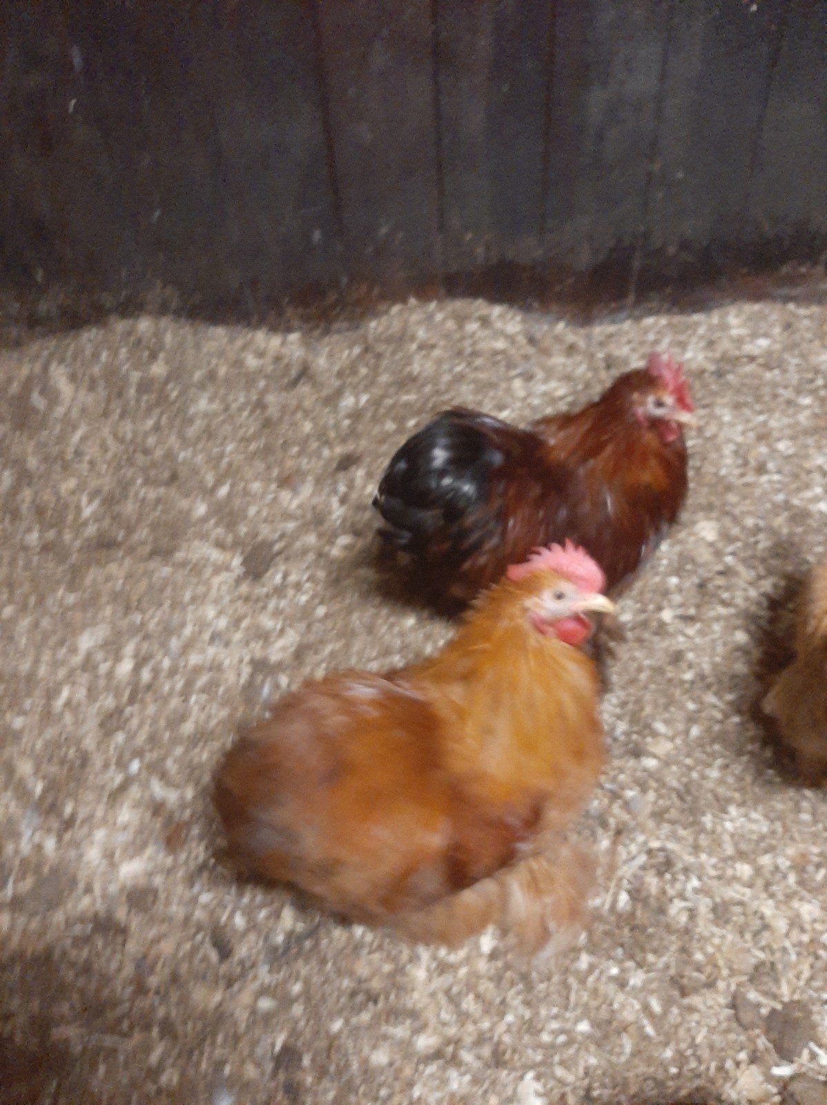 Cochin kriel hanen gratis, Mannelijk, Kip