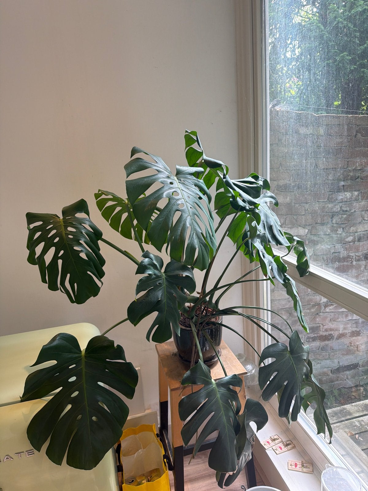 Grote Monstera Deliciosa Kamerplant, Overige soorten, In pot, 150 tot 200 cm, Groene kamerplant