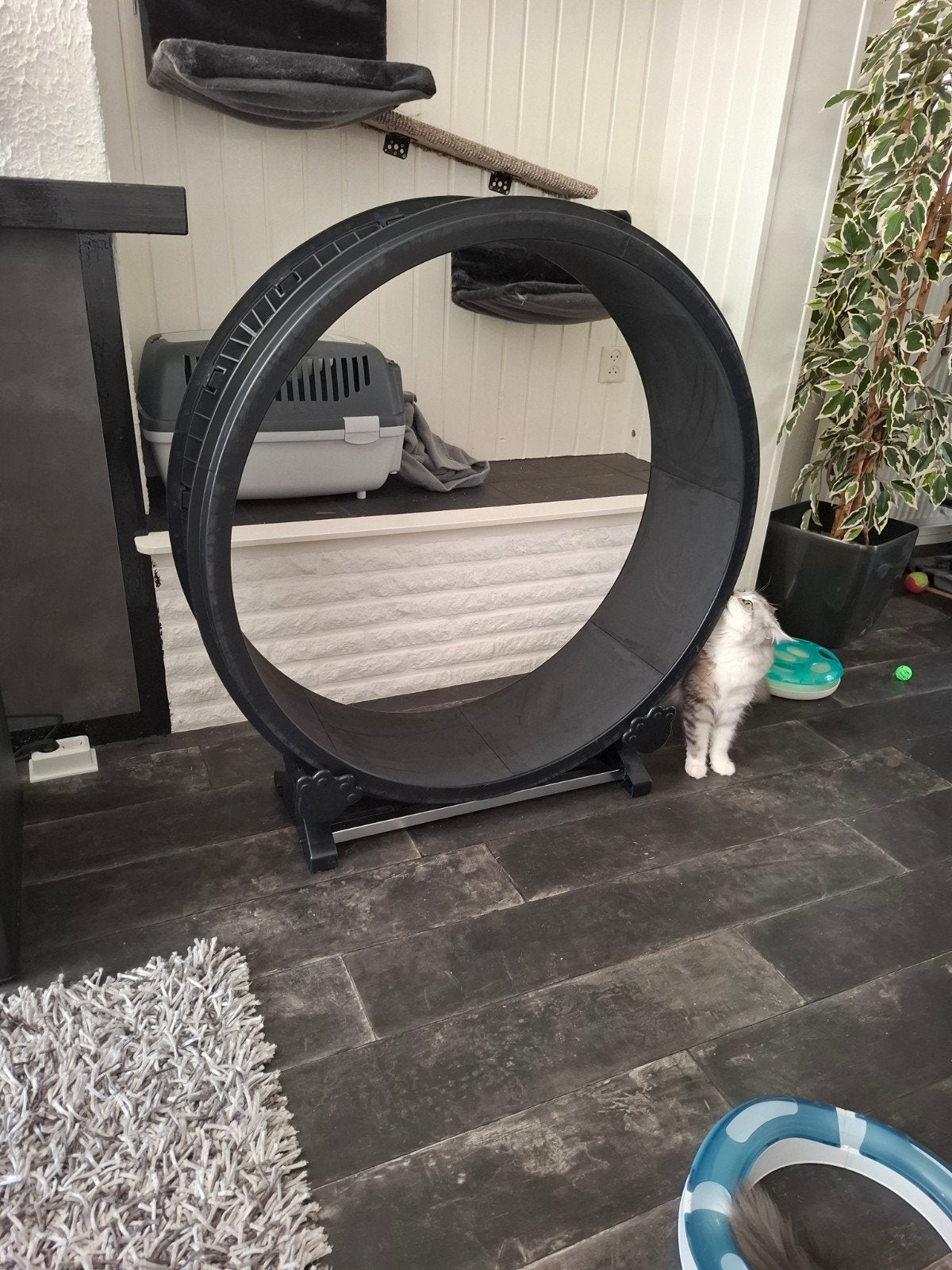 Katten loopband, Dieren en Toebehoren, Ophalen, Nieuw
