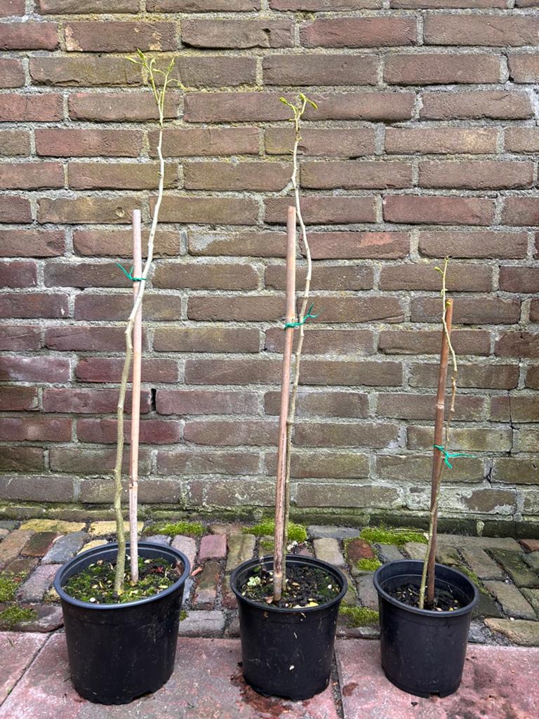 Perzische Slaapboom 💤 (Albizia), Tuin en Terras, Planten | Bomen, Overige soorten, 250 tot 400 cm, Zomer, Ophalen