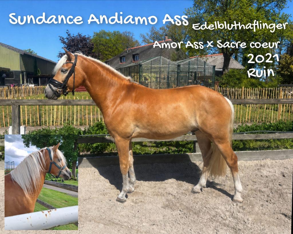 Te koop 5 jarige sporthaflinger, Minder dan 160 cm, Met stamboom, Ruin, Dressuurpaard