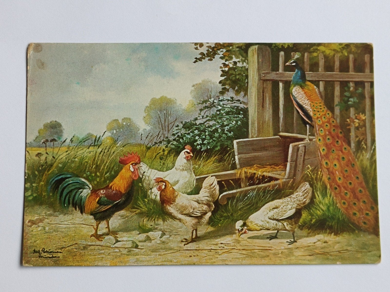 TEN HOPE'S VOGELVOEDERS, ROTTERDAM, RECLAMEKAART, Verzamelen, Merken en Reclamevoorwerpen, Ophalen of Verzenden, Gebruikt, Overige typen