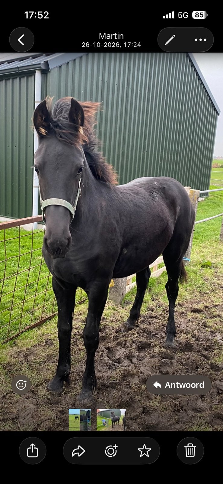 Unieke mooie friese merrie veulen, Dieren en Toebehoren, Merrie, 0 tot 2 jaar