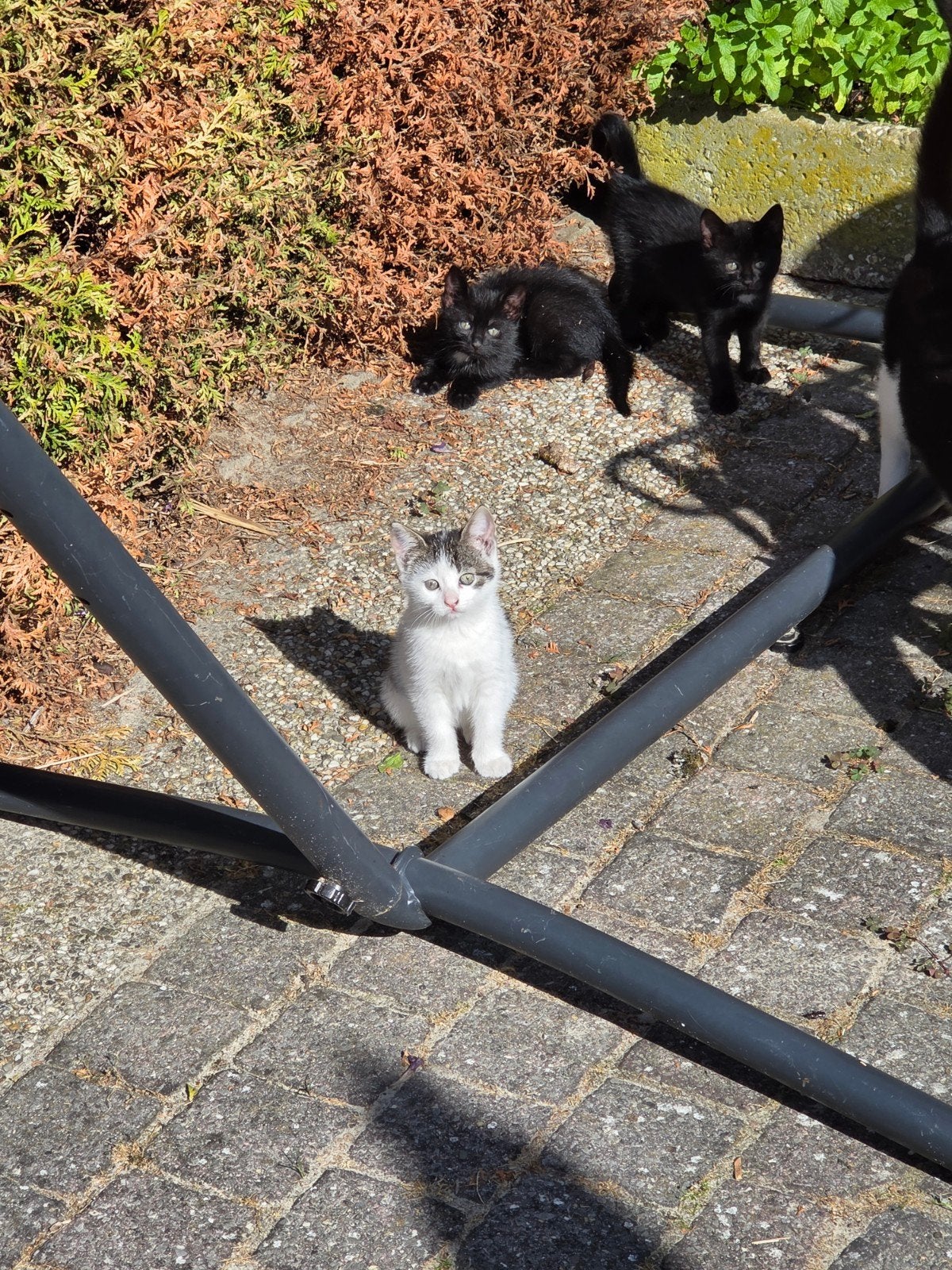 2 zwarte boerderij poesjes, Poes