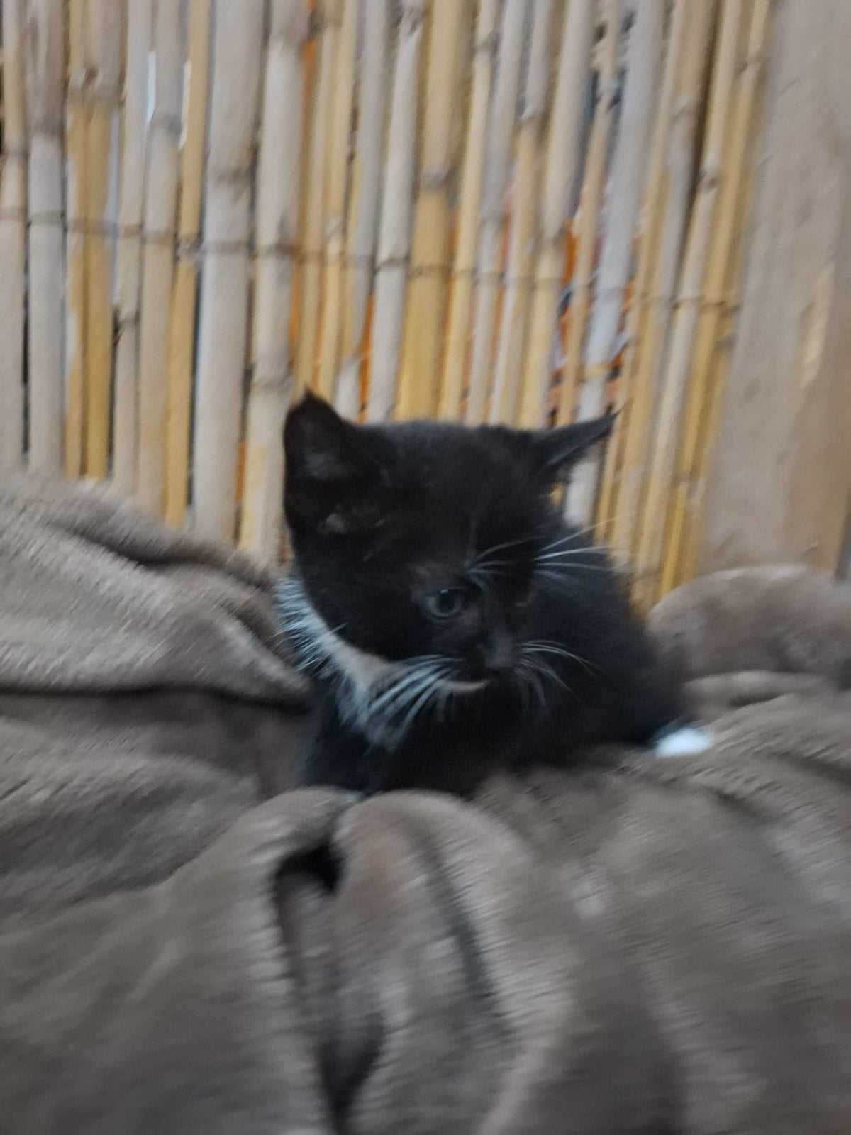 Nog 1 kitten te koop, Meerdere dieren, Kortharig, 0 tot 2 jaar
