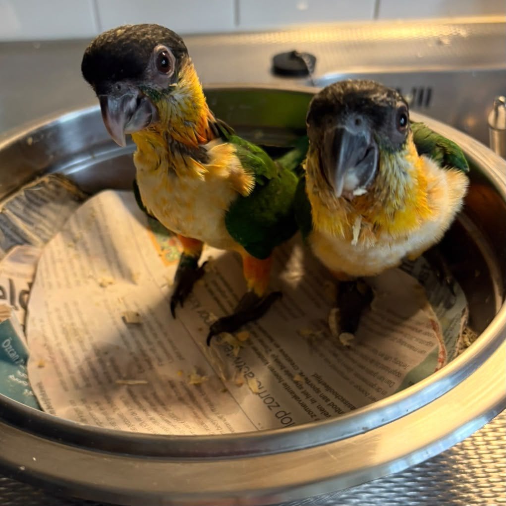 Zwartkop caique, Dieren en Toebehoren, Geslacht onbekend, Papegaai, Tam