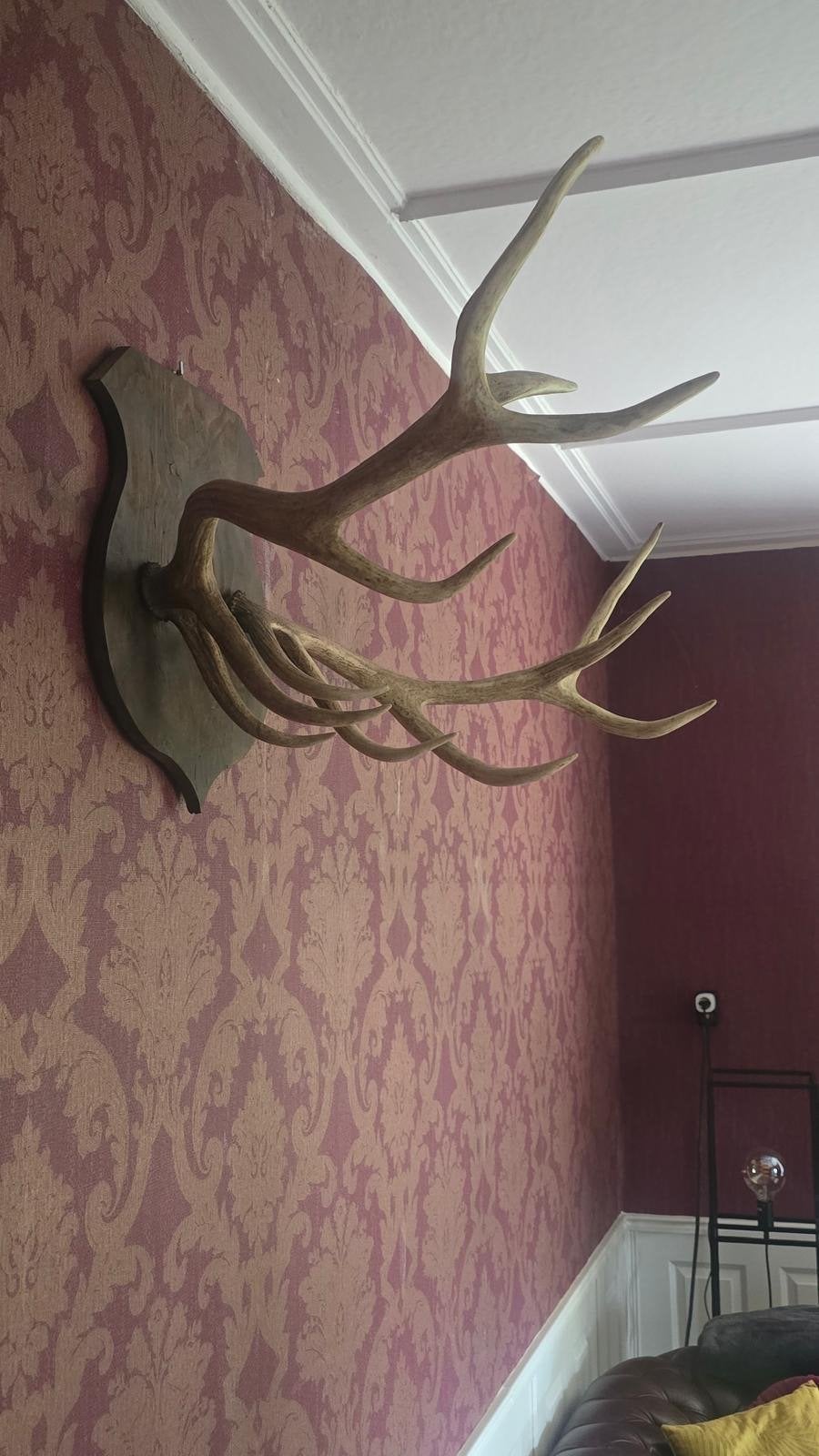 Groot hertengewei op schild - Vintage wanddecoratie, Ophalen, Gebruikt, Bruin, Vintage