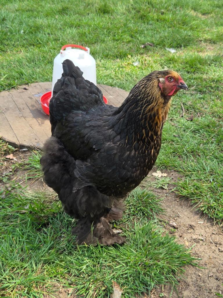 Brahma berken, Vrouwelijk, Kip