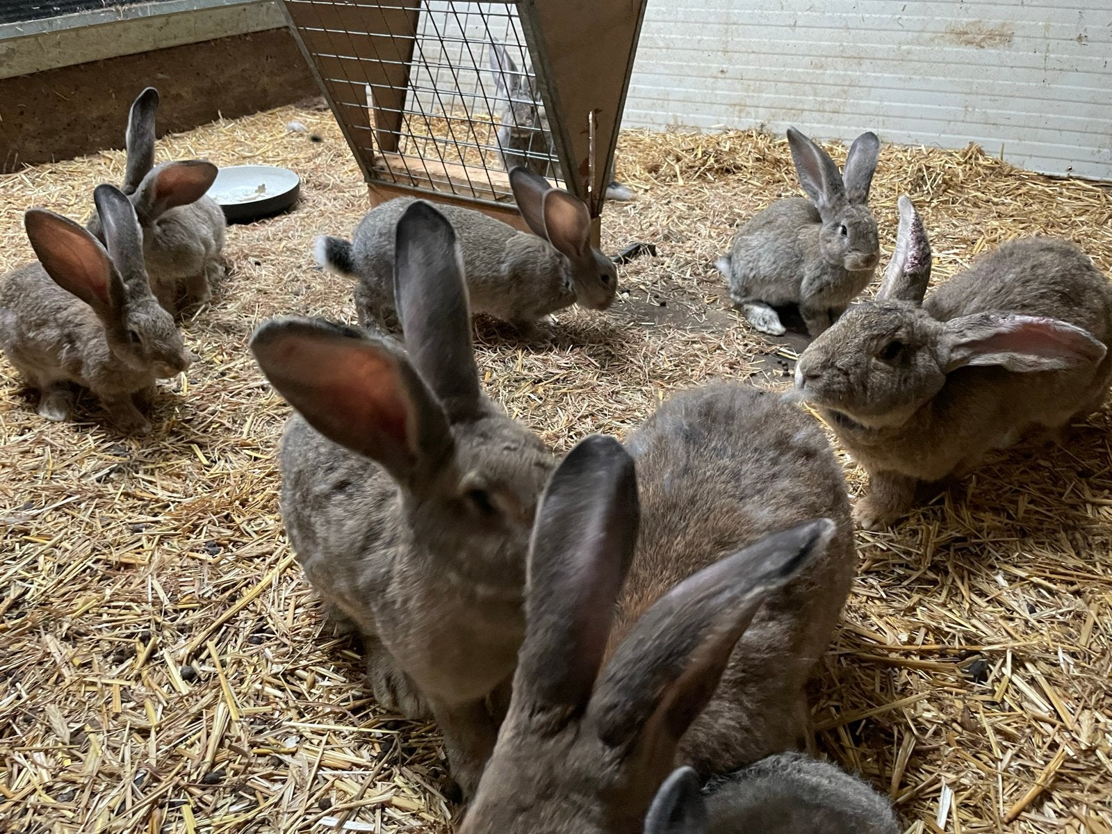 Vlaamse reuzen, Meerdere dieren, Groot, 0 tot 2 jaar