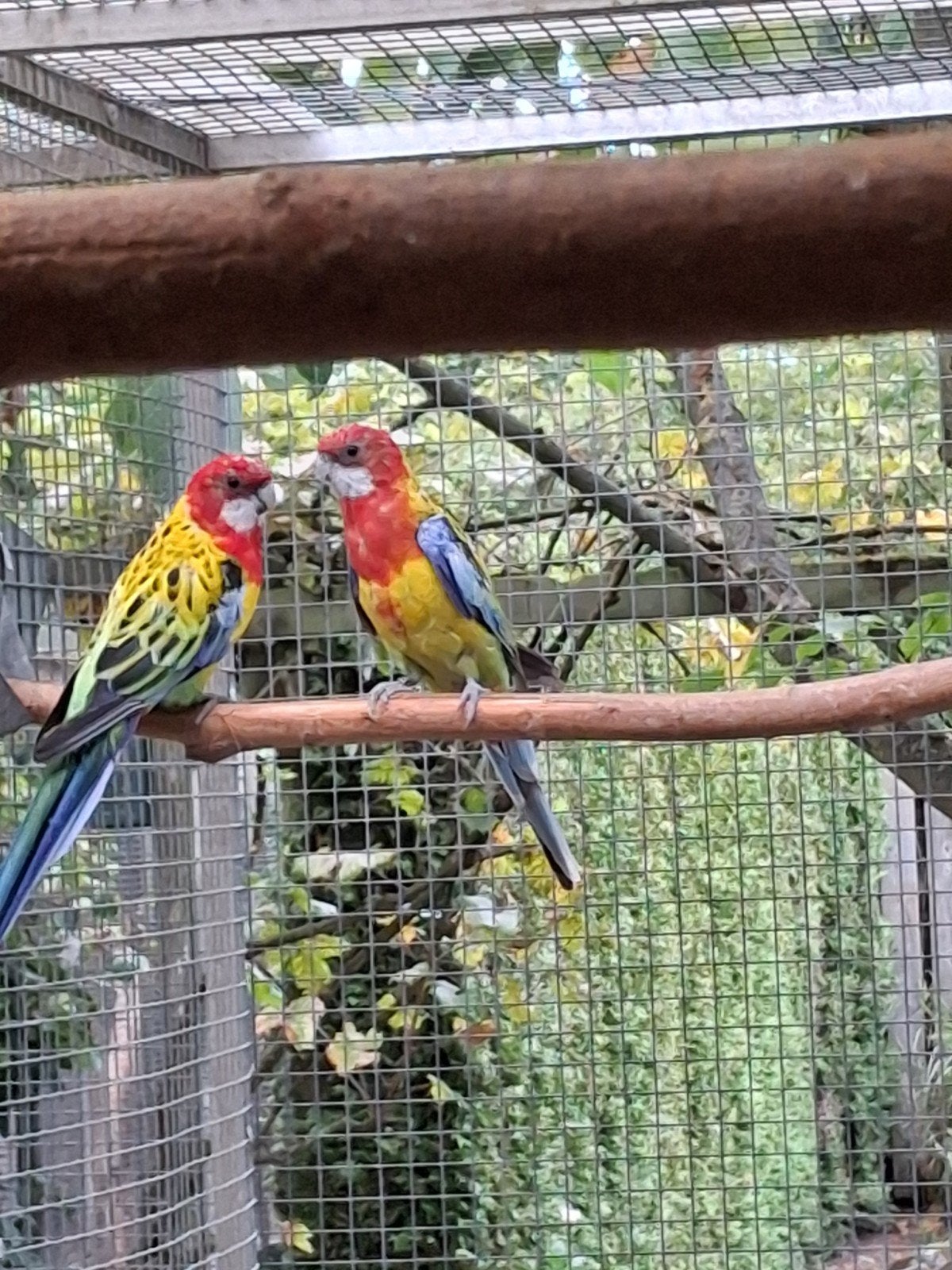 Goudmantel Rosella's, Dieren en Toebehoren, Meerdere dieren, Parkiet