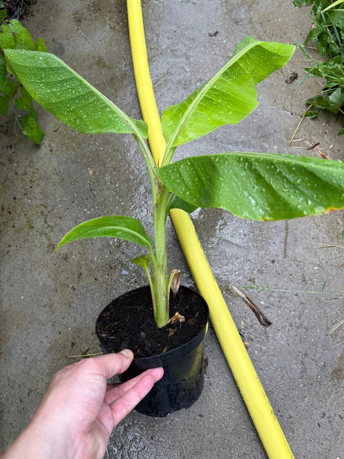 Musa giersonii bananenplant, Vaste plant, Ophalen of Verzenden, Halfschaduw, Fruitplanten