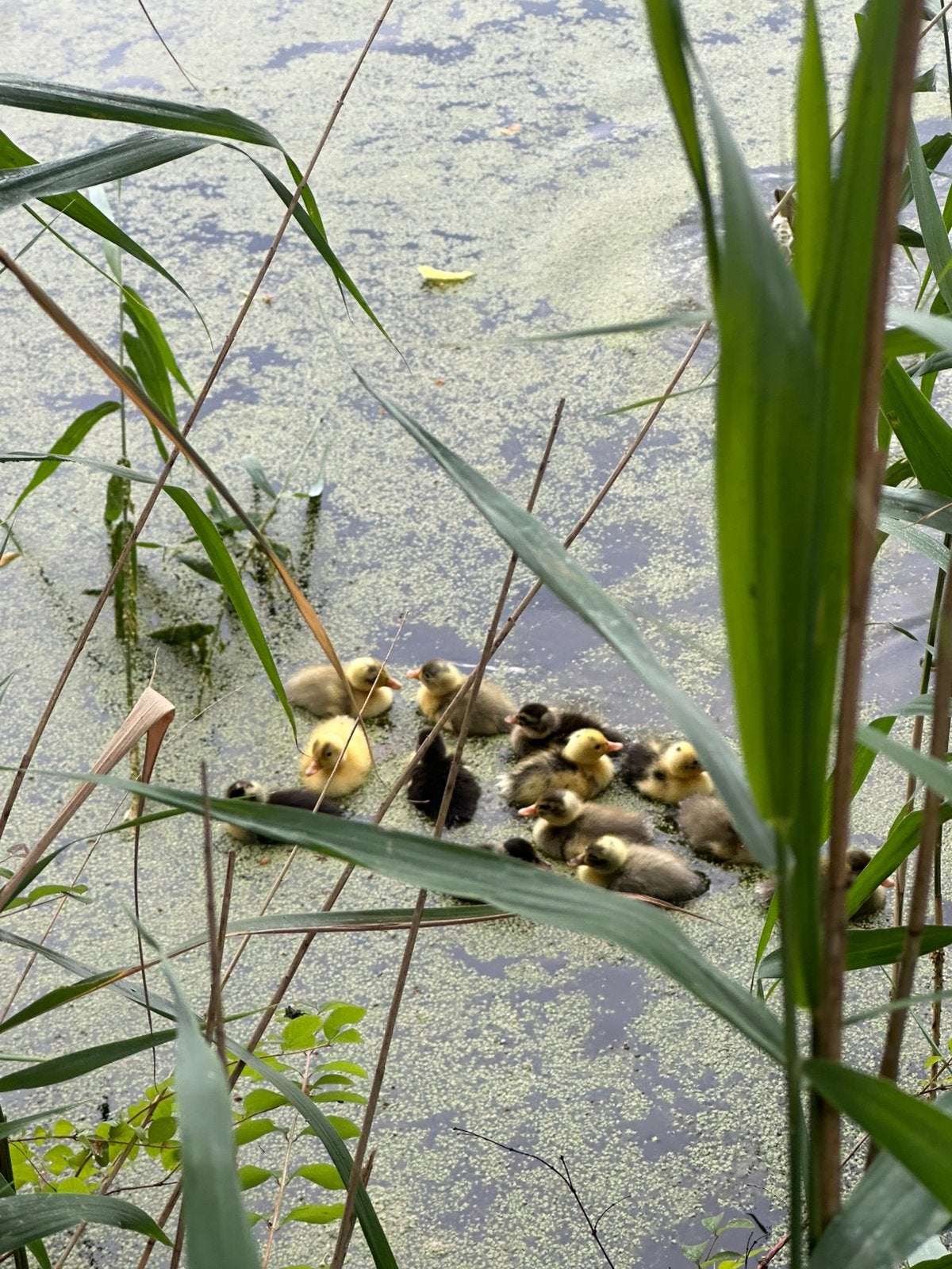 Indische loopeenden, Meerdere dieren, Eend