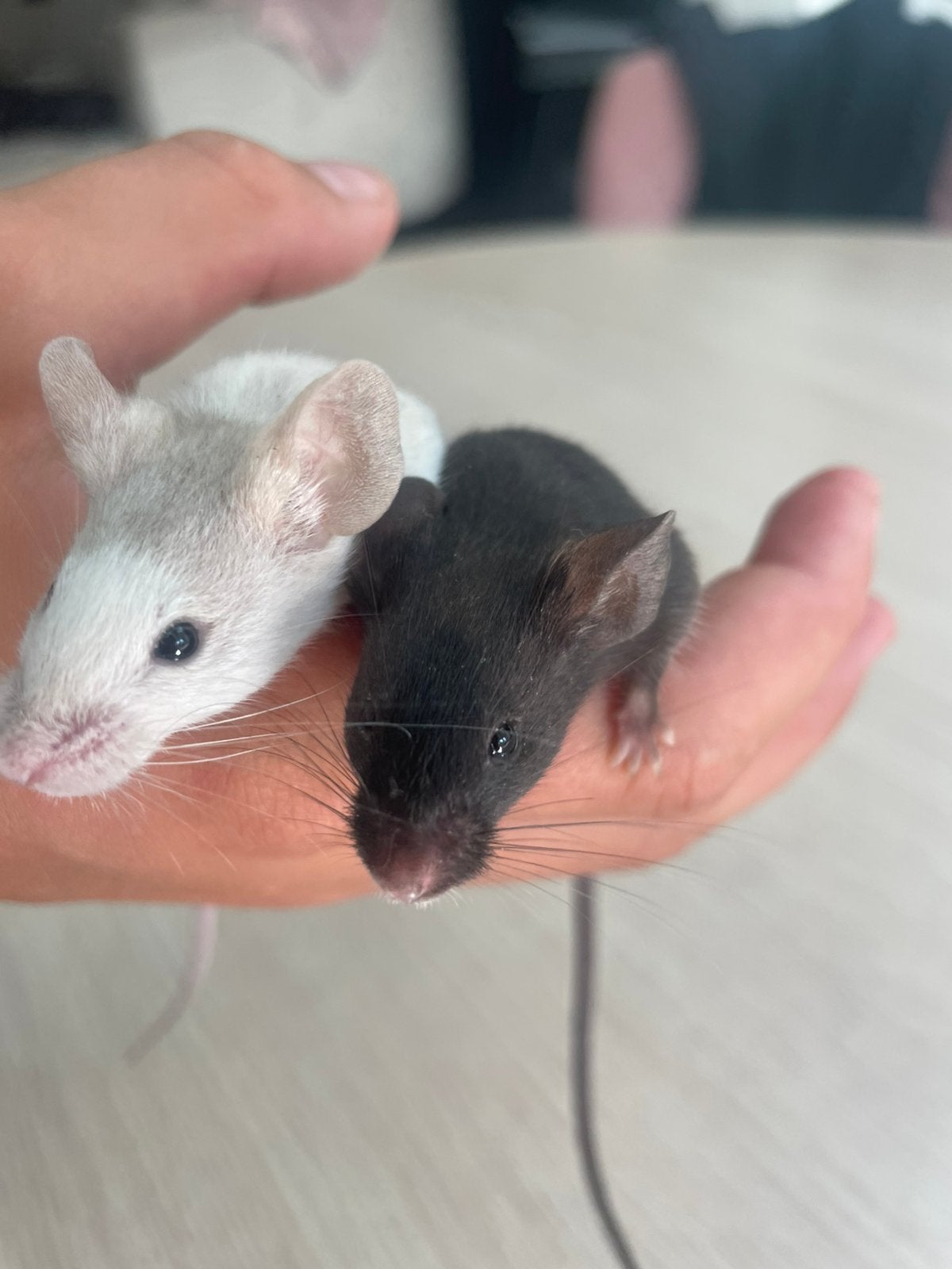 Kleurmuizen, Dieren en Toebehoren, Knaagdieren, Muis, Vrouwelijk, November, Tam